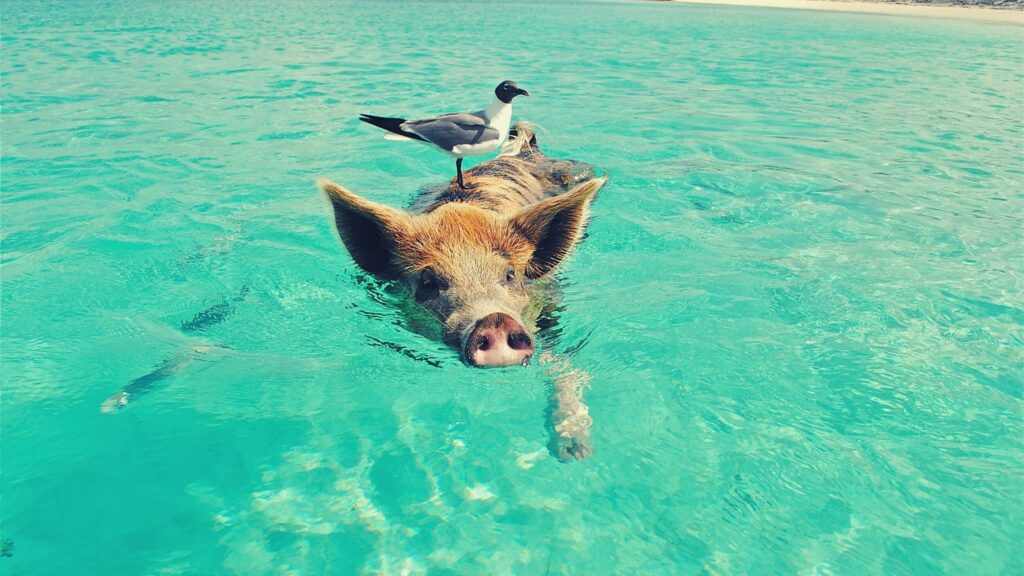 esperienze di viaggio da fare nella vita, vivere alla Bahamas con i maialini