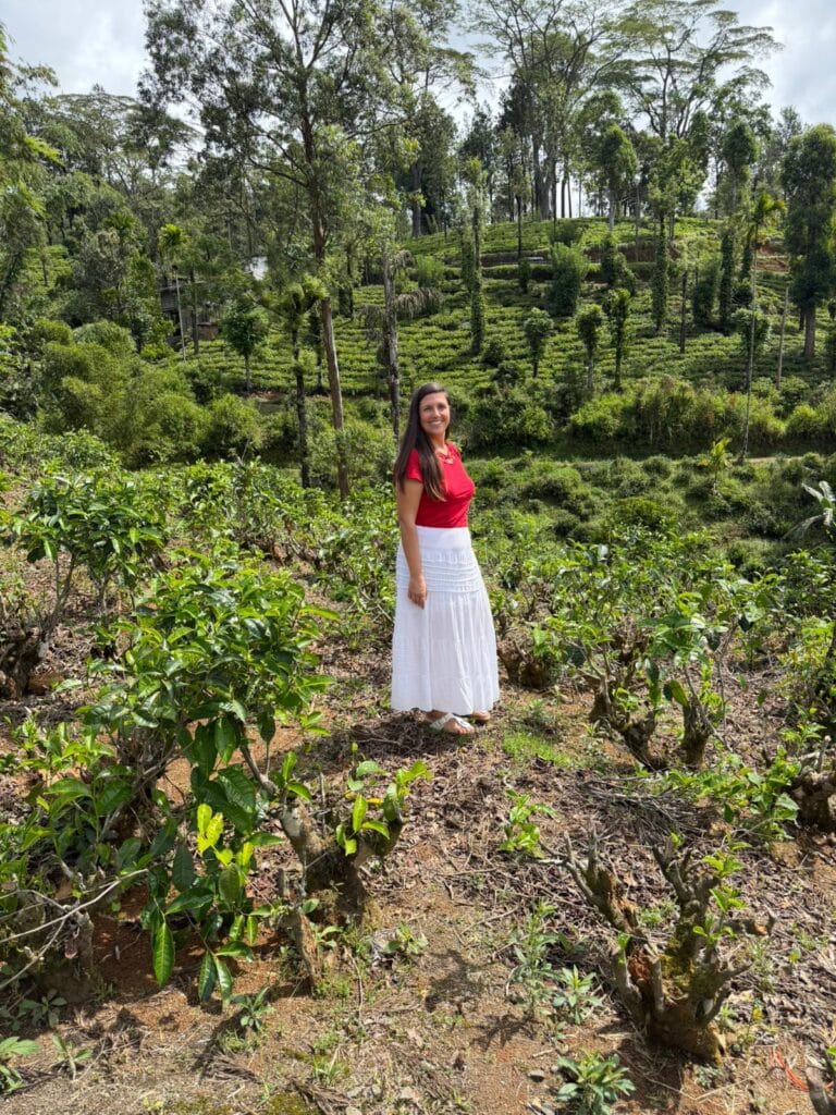 Cosa fare in Sri Lanka in 8 giorni, visitare una piantagione di the